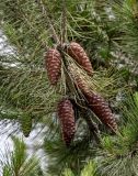 Pinus halepensis. Часть ветви с шишками. Грузия, г. Тбилиси, в культуре. 10.06.2023.