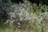 Elaeagnus commutata. Растение в смешанном лесу. Псков, Лыжная станция. 10.07.2006.