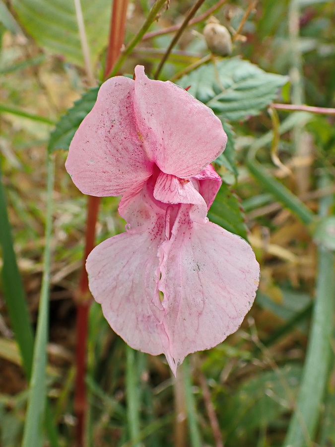 Image of Impatiens glandulifera specimen.