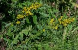 Solidago virgaurea. Верхушки цветущих растений. Вологодская обл., Вологодский р-н, окр. дер. Кирики-Улита, опушка смешанного леса. 14.07.2024.