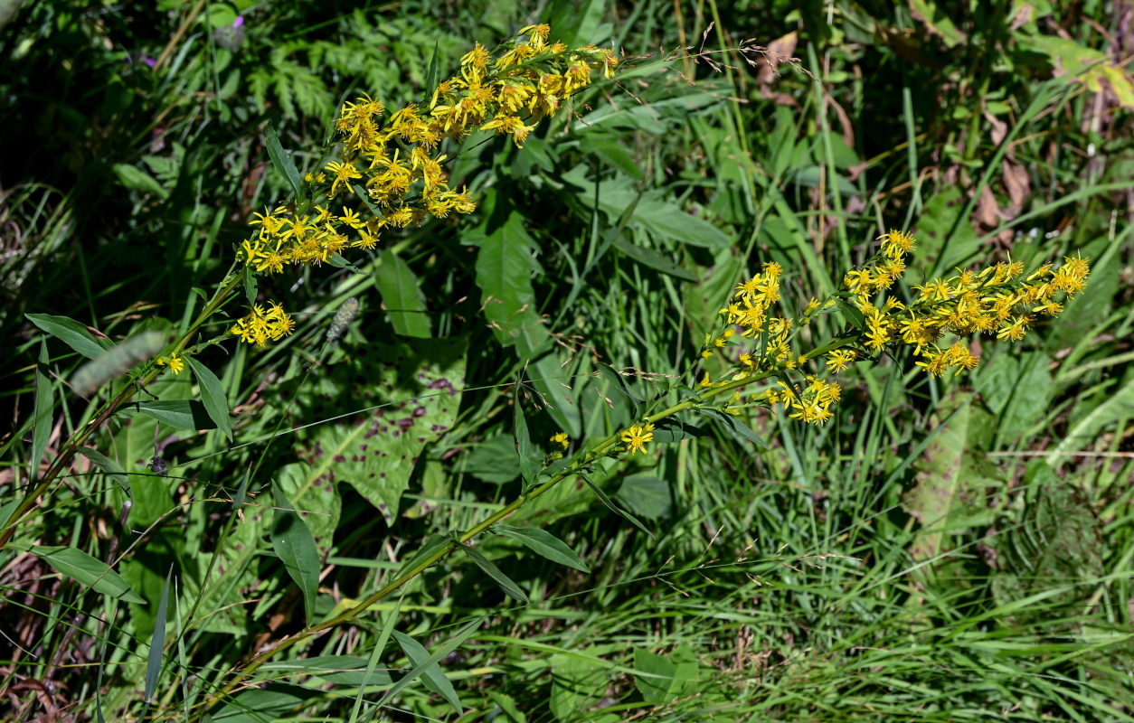 Изображение особи Solidago virgaurea.