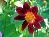Dahlia pinnata