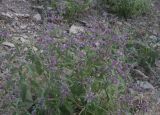 Phlomis pungens