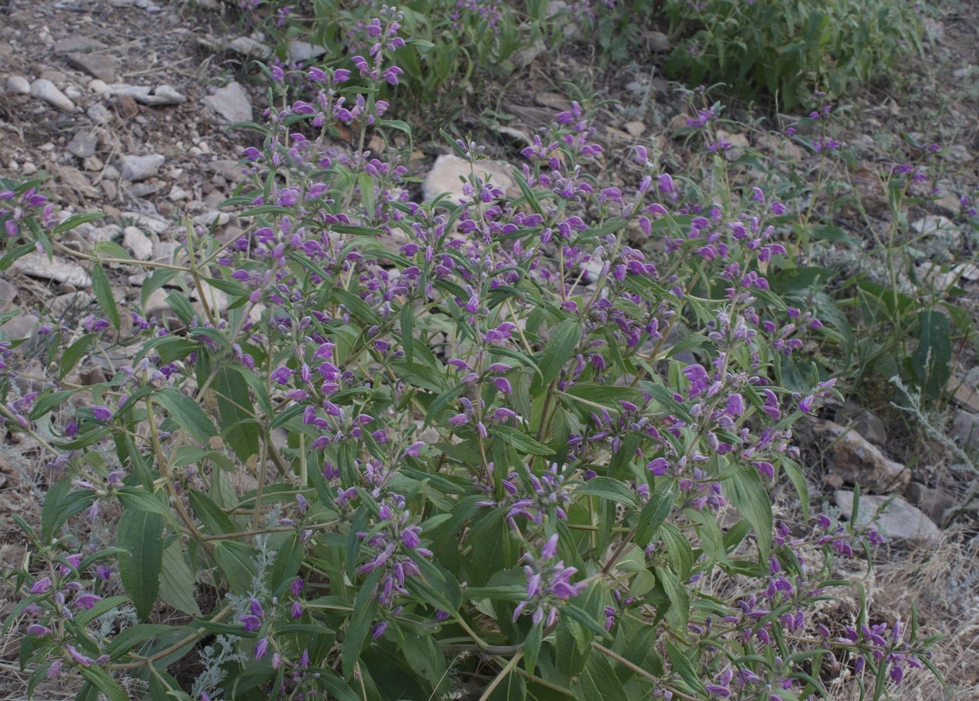Image of Phlomis pungens specimen.