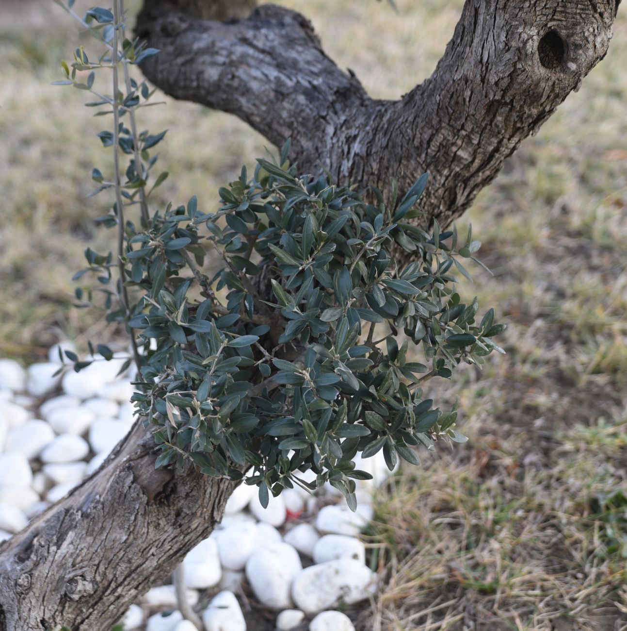 Изображение особи Olea europaea.