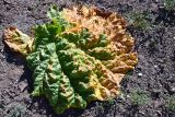 Rheum tataricum