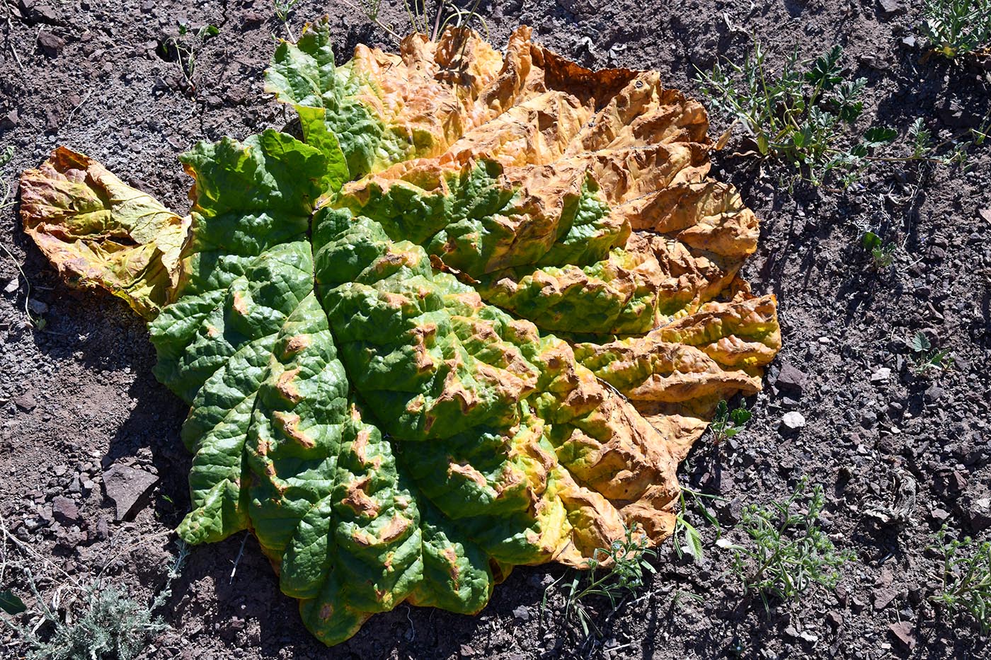 Image of Rheum tataricum specimen.