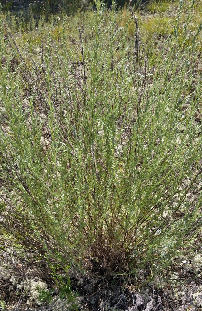 Image of Artemisia commutata specimen.