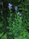 Polemonium caeruleum