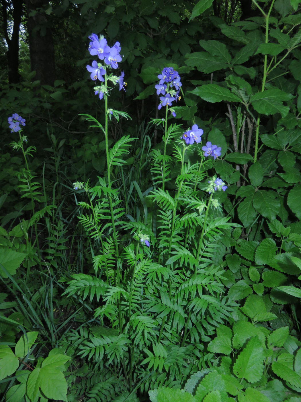 Image of Polemonium caeruleum specimen.