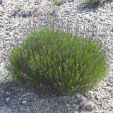 Artemisia salsoloides. Растение с сухими прошлогодними цветоносами. Волгоградская обл., Камышинский р-н, 4,5 км СЗ Чухонастовского с.п., на выходах мелов.