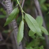 род Salix. Листья (вид на абаксиальную поверхность). Турция, ил Карс, окр. г. Дигор, 10 м от левого берега р. Дигор (напротив оврага, который спускается от Дигорского карьера). 19 мая 2025 г.