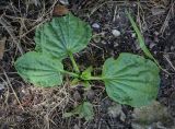 Plantago major