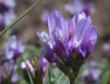 genus Astragalus