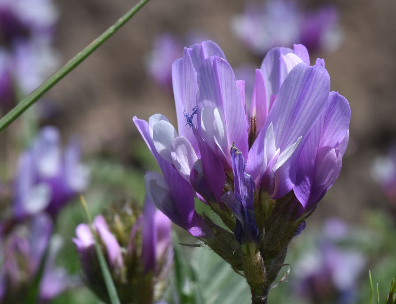 Image of genus Astragalus specimen.