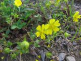 Potentilla gelida ssp. boreo-asiatica