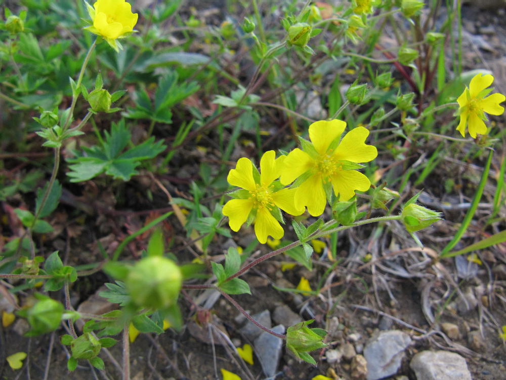 Изображение особи Potentilla gelida ssp. boreo-asiatica.