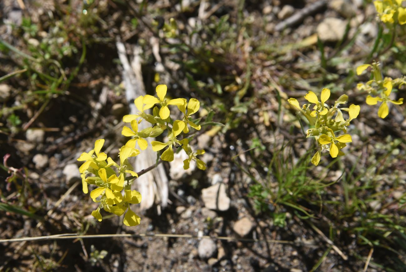 Image of genus Erysimum specimen.
