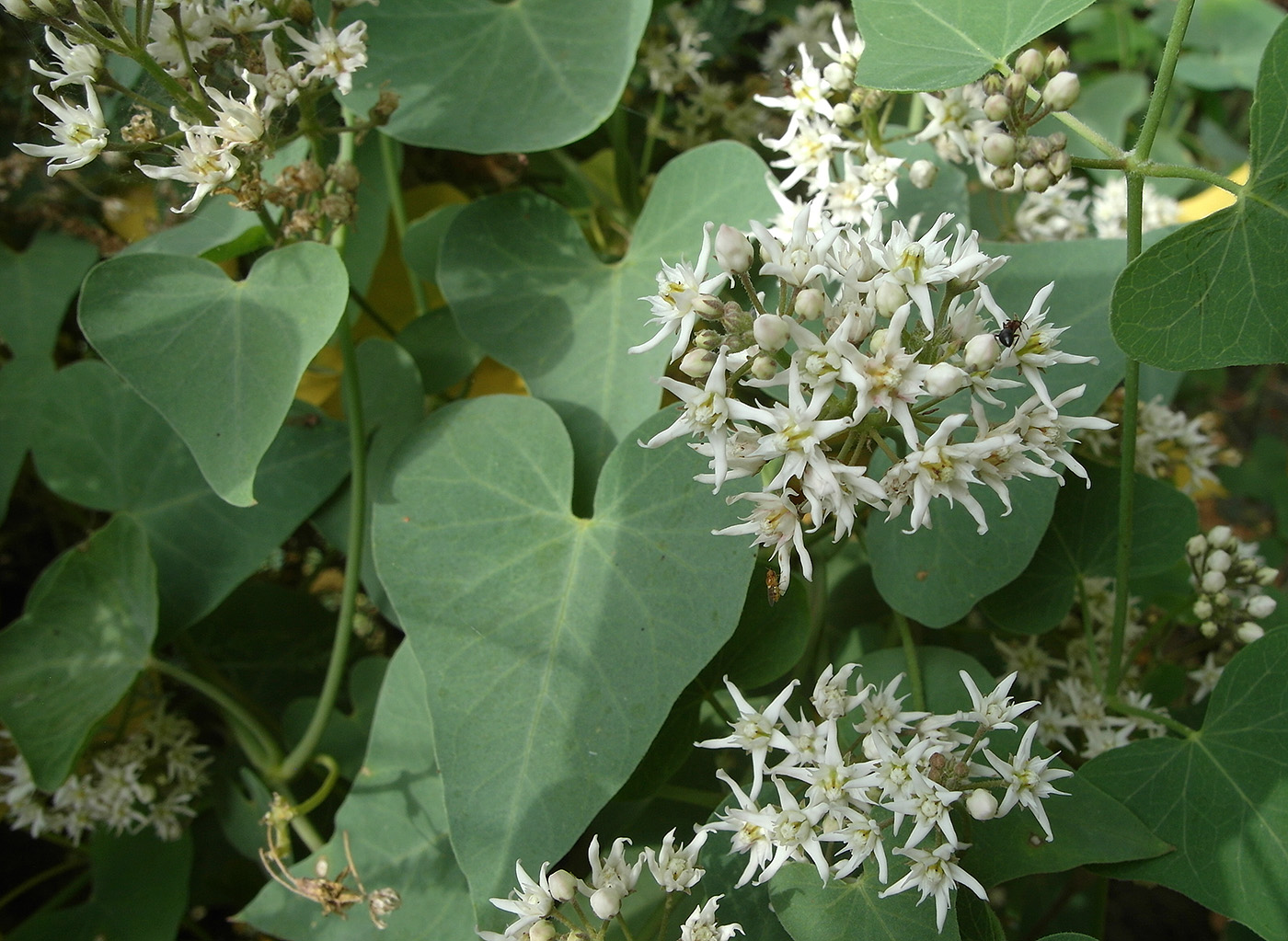 Image of Cynanchum acutum specimen.