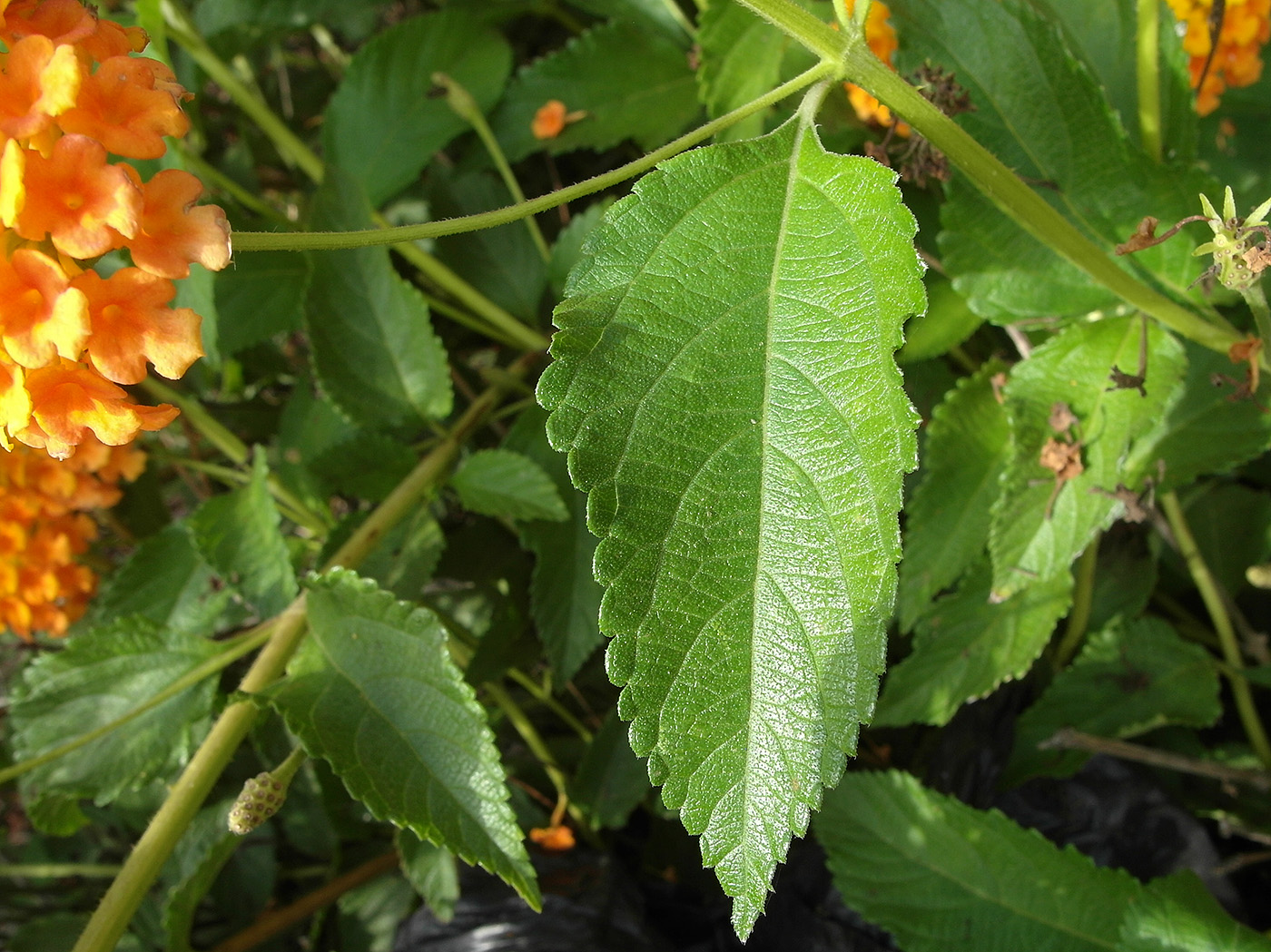Изображение особи Lantana camara.