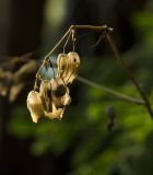 unknown species. Соплодие. Пермский край, Кишертский р-н, высокий берег р. Сылва, смешанный лес. 10 августа 2024 г.