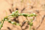 Corispermum hyssopifolium. Соплодие. Астраханская обл., Наримановский р-н, окр. с. Николаевка, южный склон бархана Большой Брат, подвижные пески. 28.09.2025.
