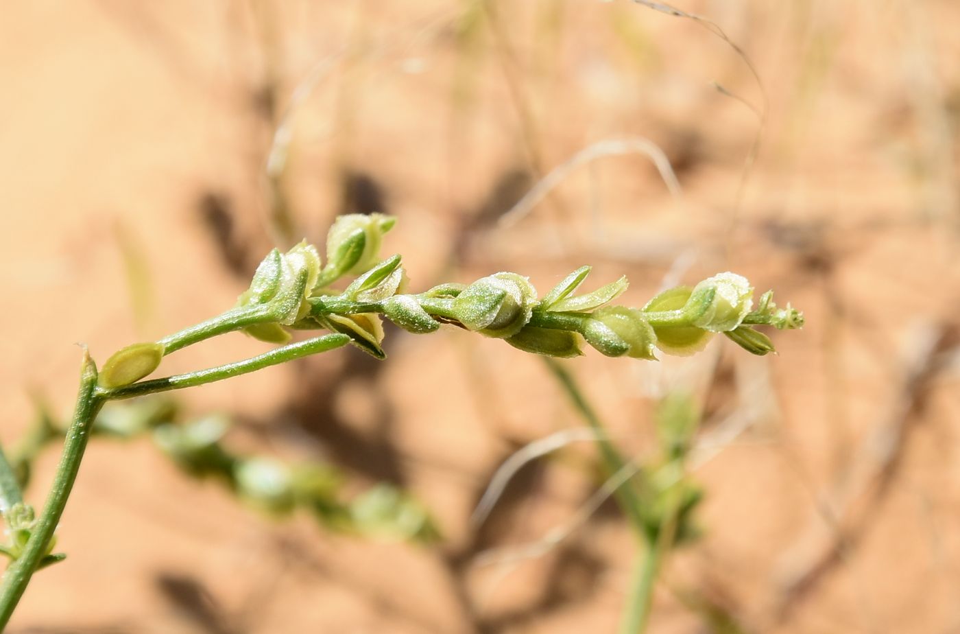 Image of Corispermum hyssopifolium specimen.