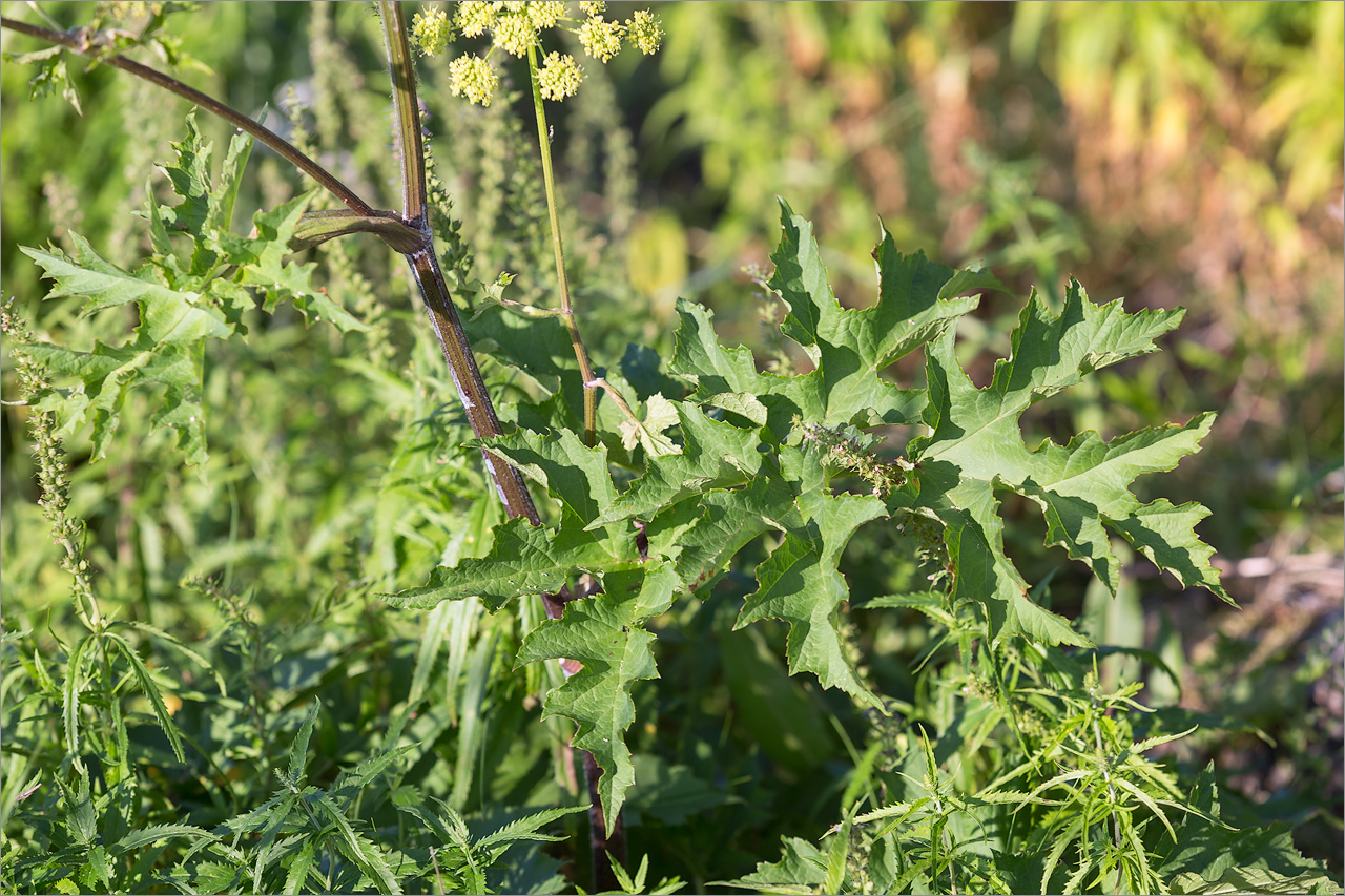 Изображение особи Heracleum sibiricum.
