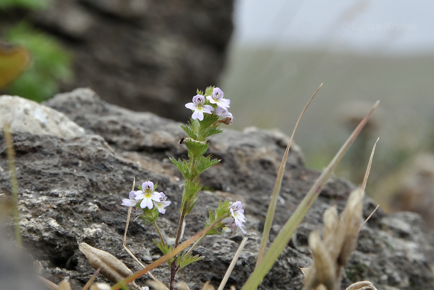 Изображение особи род Euphrasia.