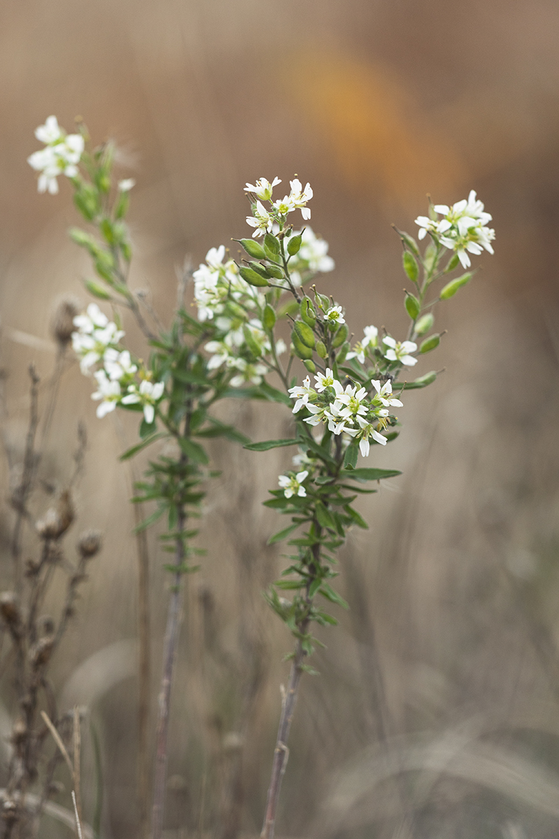 Изображение особи Berteroa incana.