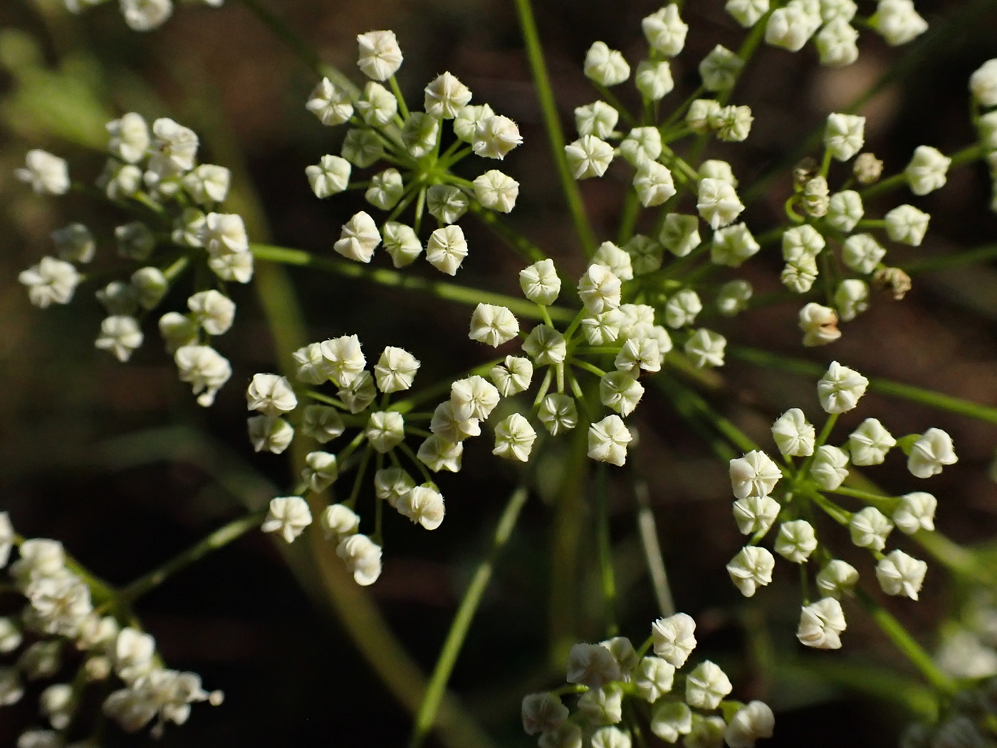 Image of Pimpinella thellungiana specimen.