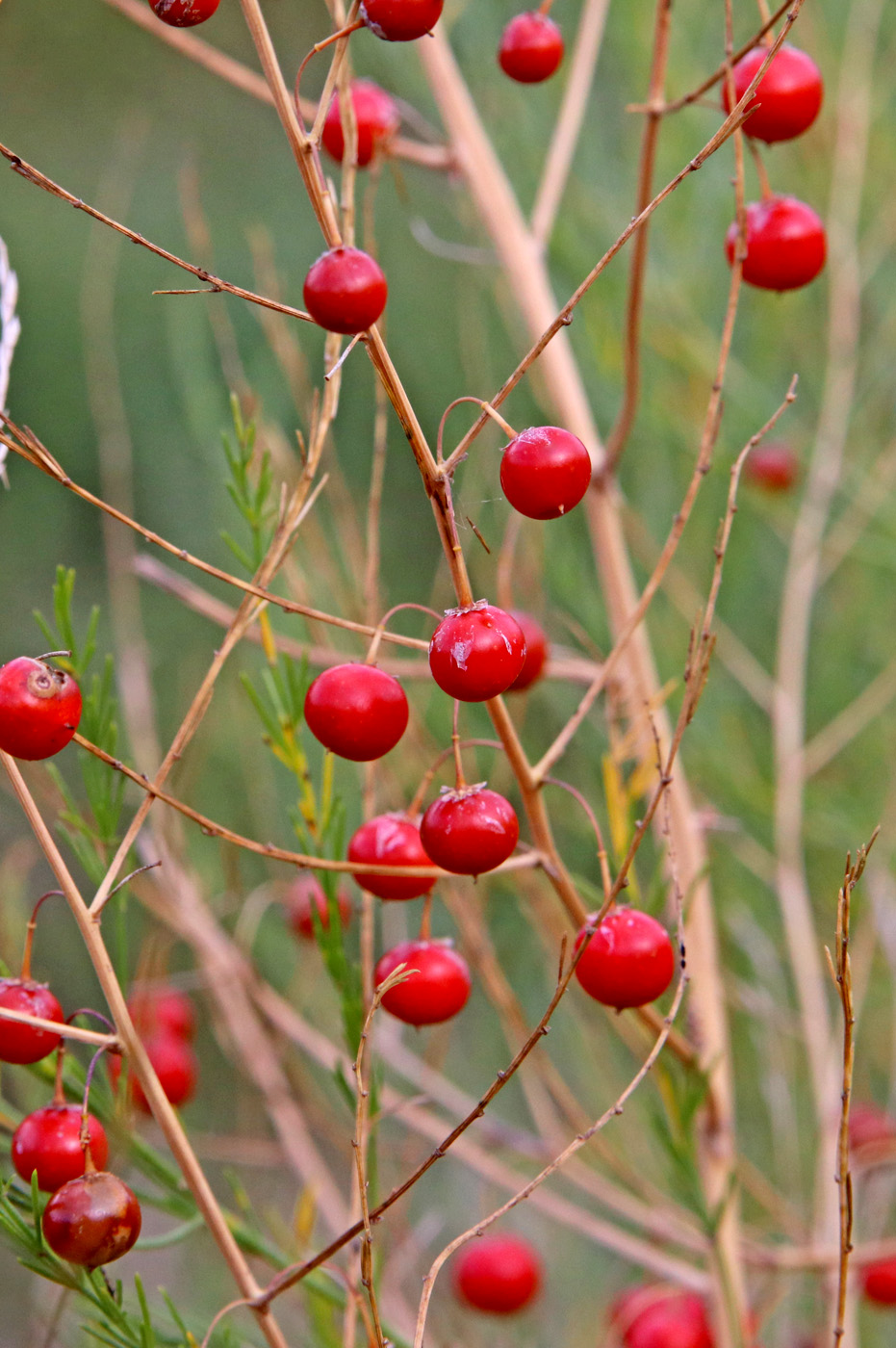Image of Asparagus officinalis specimen.