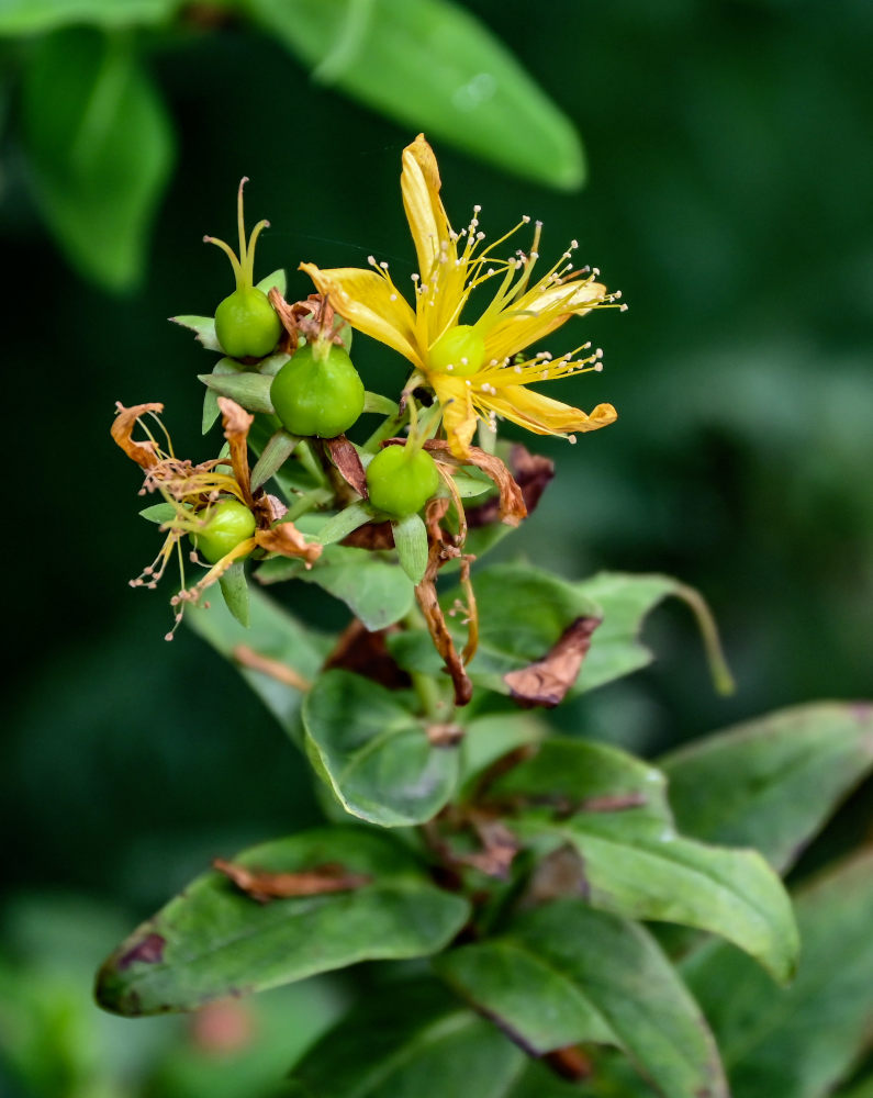Image of Hypericum foliosum specimen.