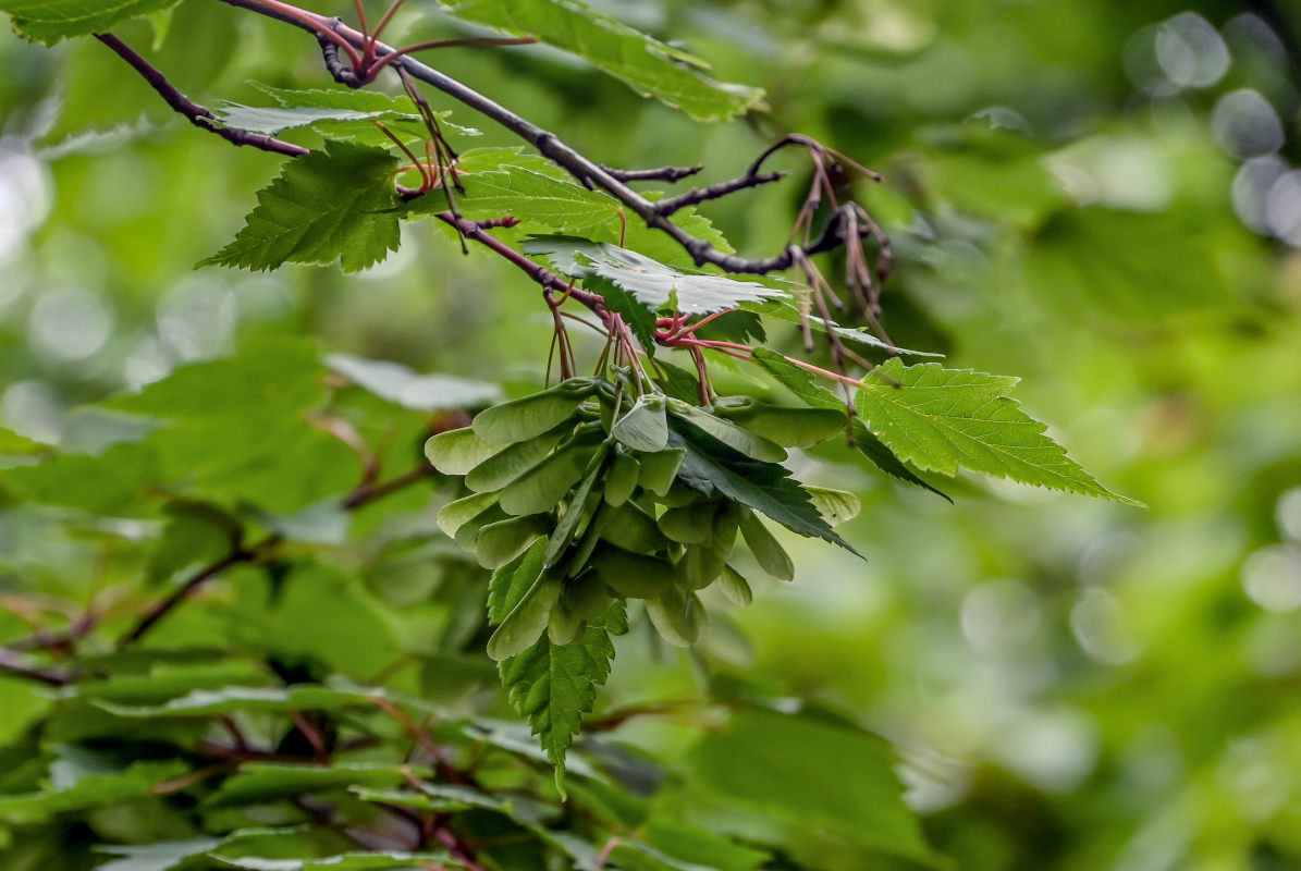 Image of Acer stachyophyllum specimen.