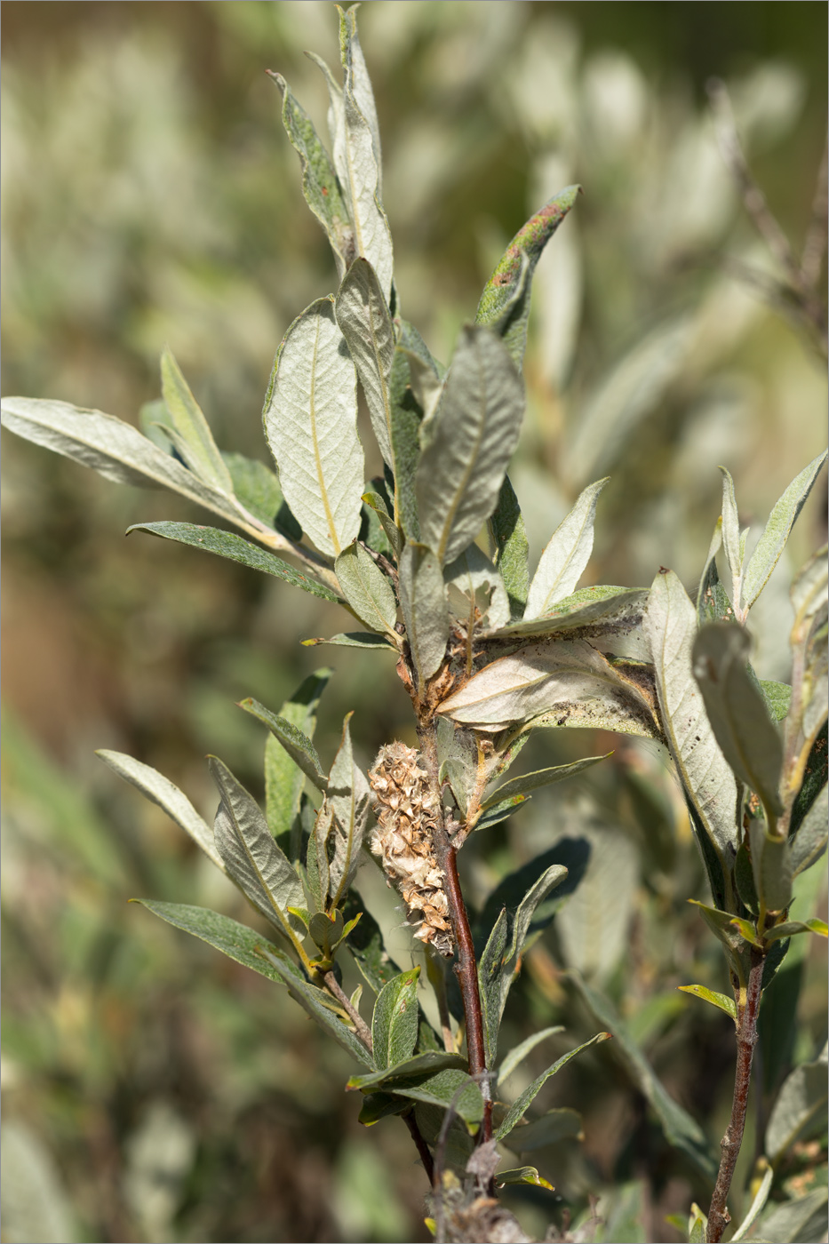 Image of genus Salix specimen.