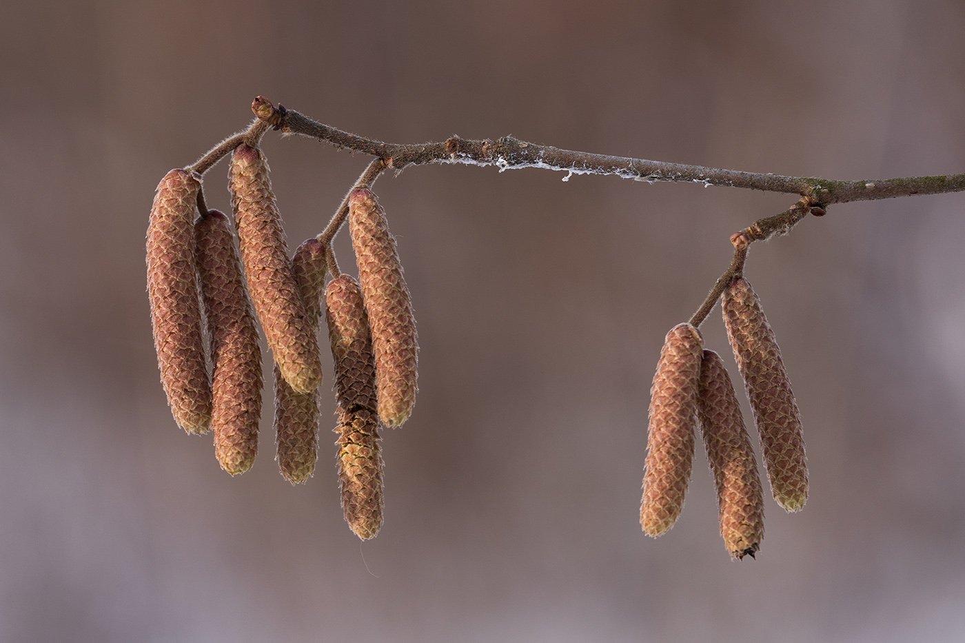 Изображение особи Corylus avellana.