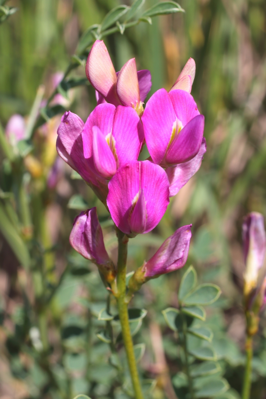 Изображение особи Eversmannia subspinosa.