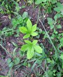 Aesculus hippocastanum. Листья молодого растения. Москва, Новогиреево, Зелёный проспект, Афганский сквер, самосев. 23.05.2019.