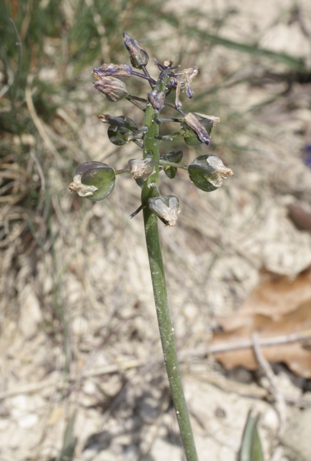 Изображение особи Muscari armeniacum.