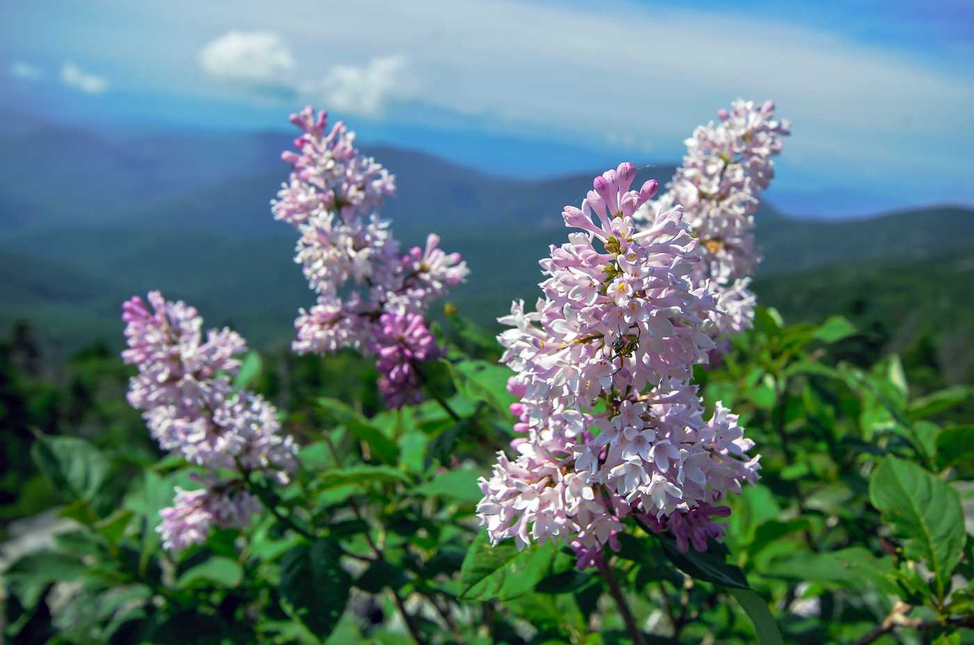 Image of Syringa wolfii specimen.
