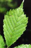 Ulmus glabra