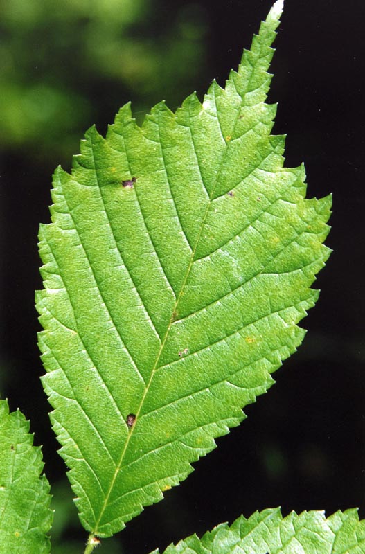 Изображение особи Ulmus glabra.