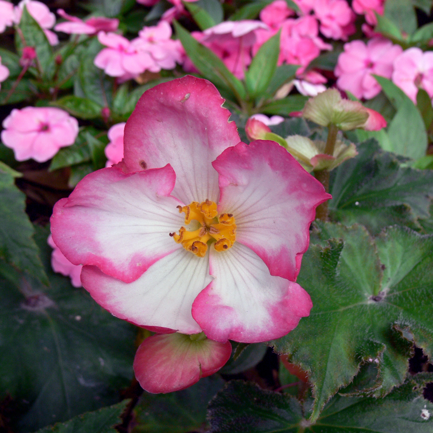 Image of Begonia × tuberhybrida specimen.