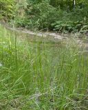 Glyceria notata. Цветущие растения. Краснодарский край, Крымский р-н, окр. станицы Неберджаевская, ур. Темрючки, буково-дубово-грабовый лес, в русле речного ручья. 29.05.2025.