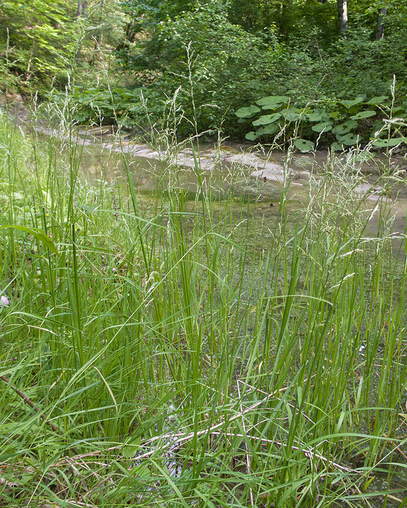 Изображение особи Glyceria notata.