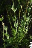 Silene compacta