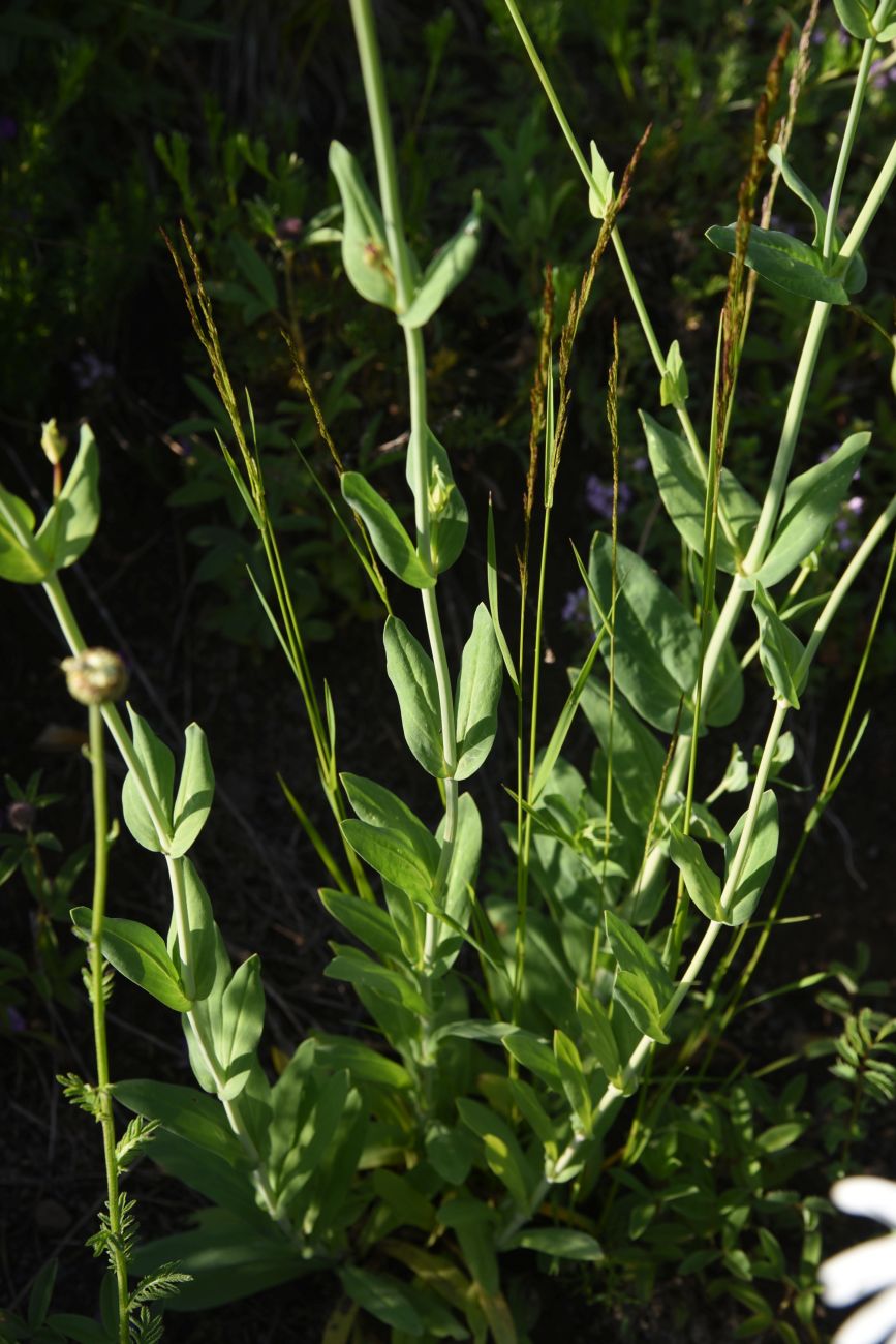 Изображение особи Silene compacta.