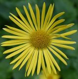 Doronicum orientale. Соцветие. Тульская обл., Богородицкий р-н, пос. Товарковский, цветник. 31.05.2026.