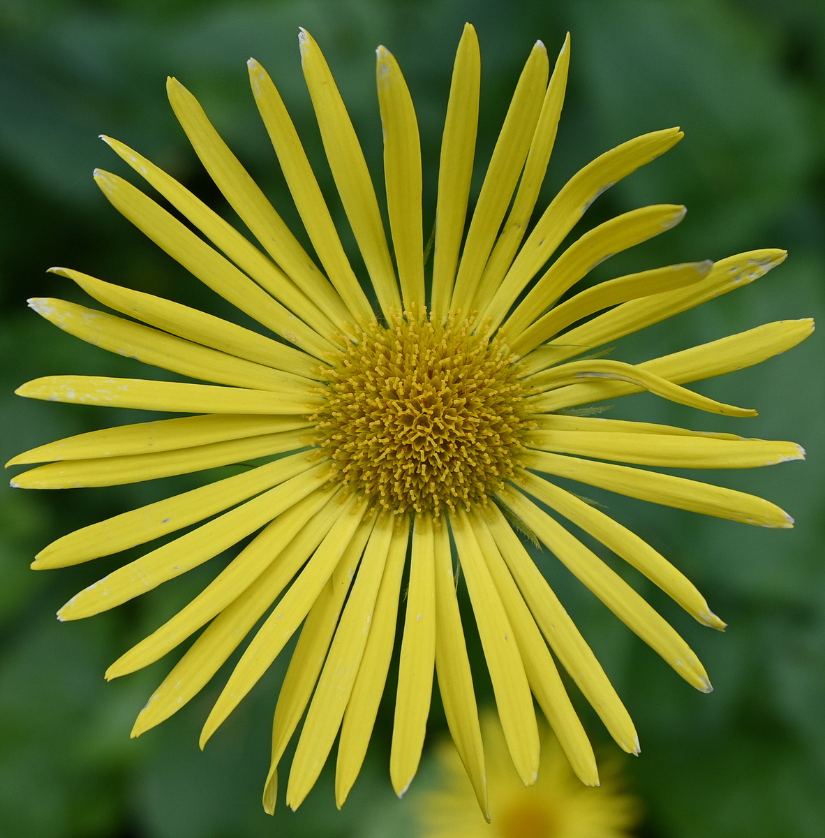 Image of Doronicum orientale specimen.