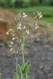 Oberna csereii